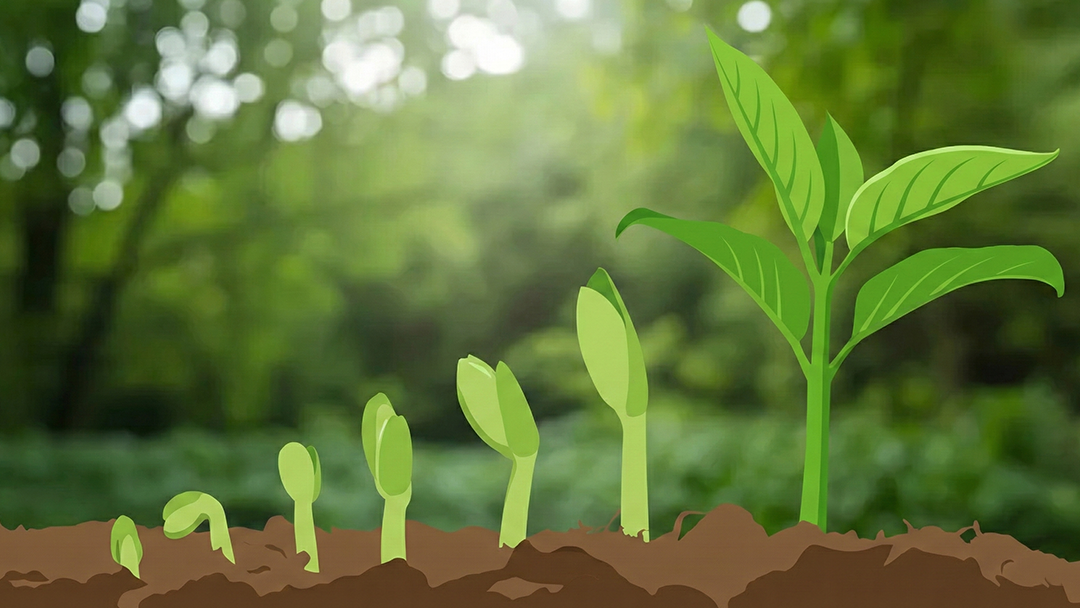 Plant Growth Timelapse – Document Your Plants Growing Daily